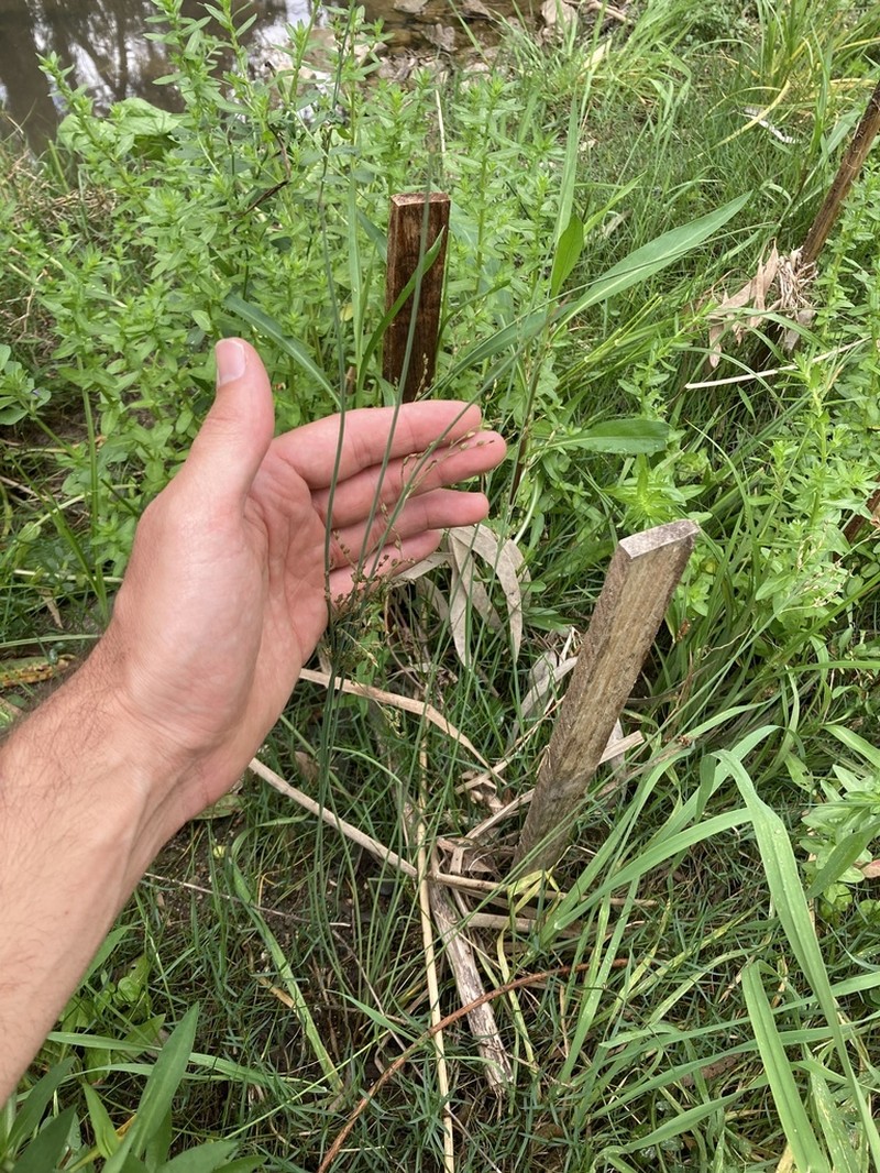 Juncus radula