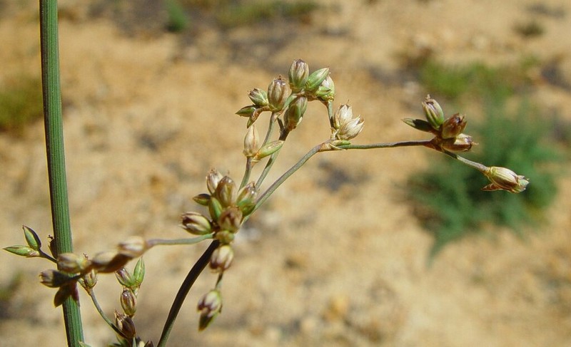 Juncus radula photo 2
