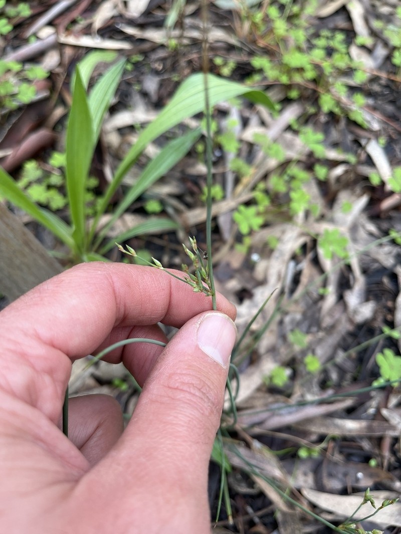 Juncus radula photo 4
