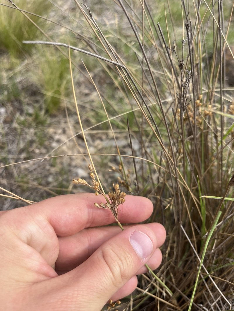 Juncus radula photo 5