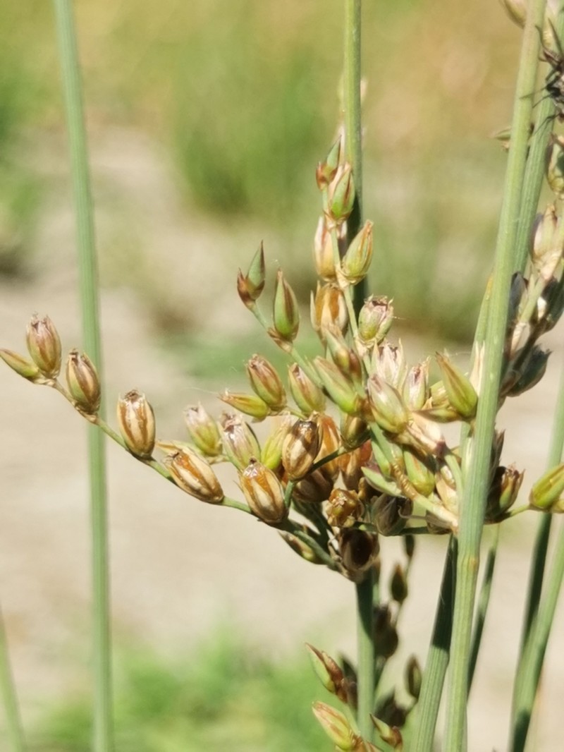 Juncus radula photo 6