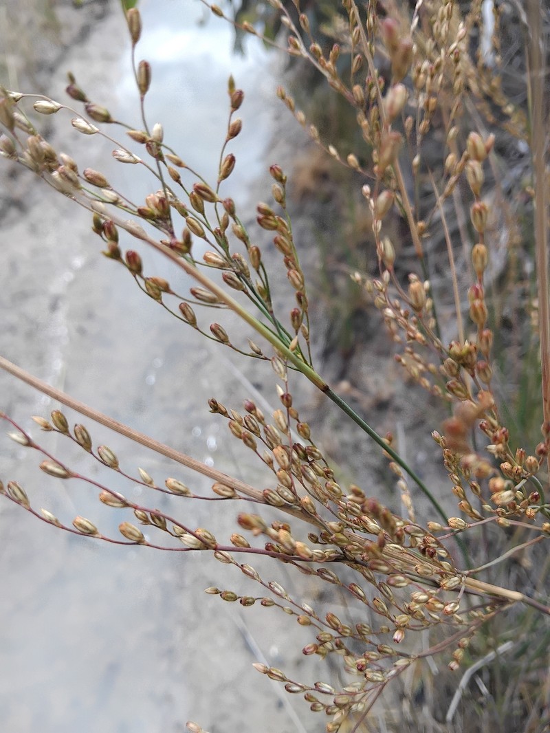 Juncus radula photo 7