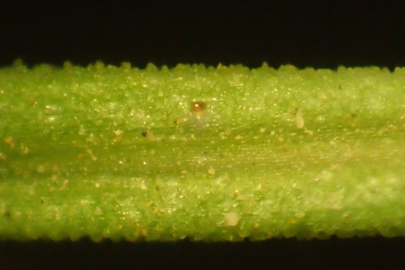 Juncus radula photo 8