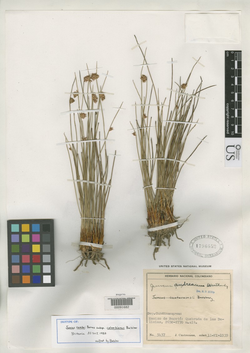 Juncus ramboi