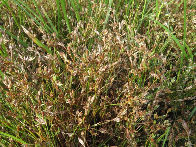 Juncus ranarius photo 2