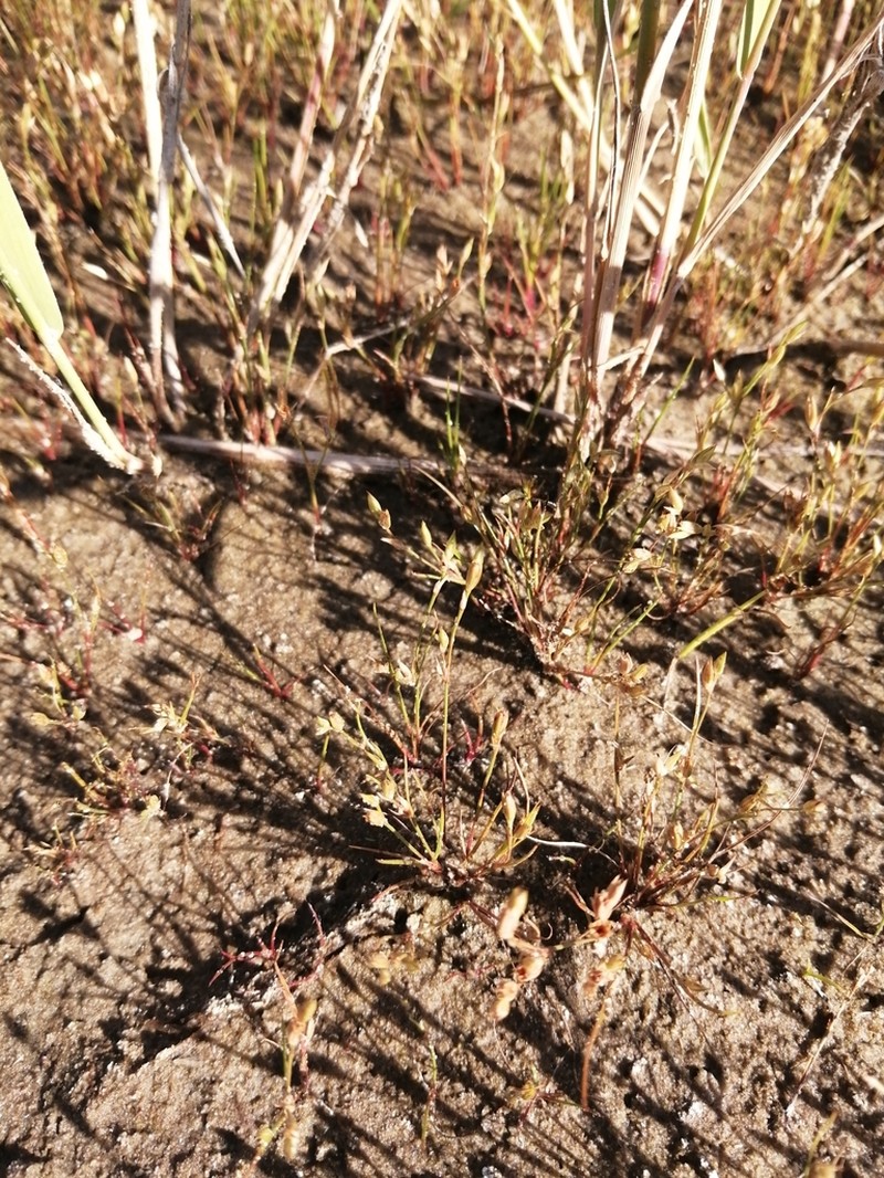 Juncus ranarius photo 3