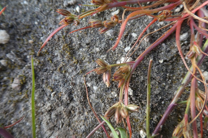 Juncus ranarius photo 4