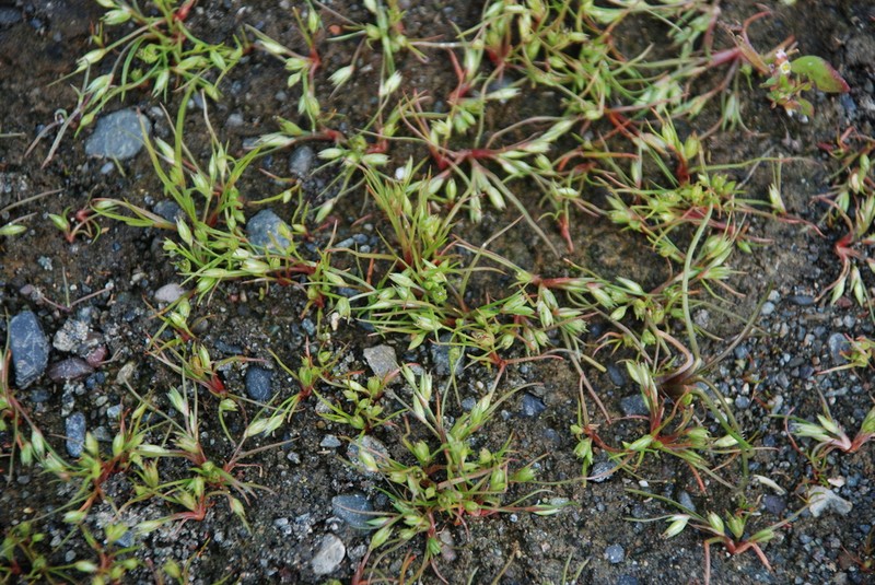 Juncus ranarius photo 5
