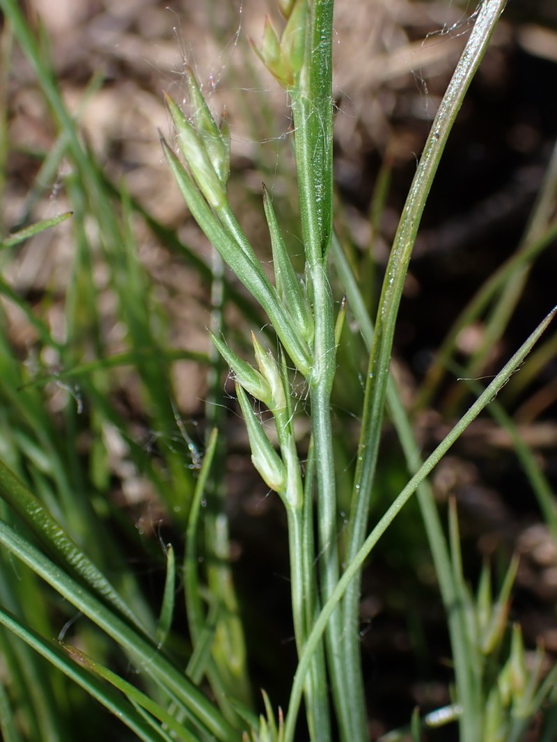 Juncus ranarius photo 6