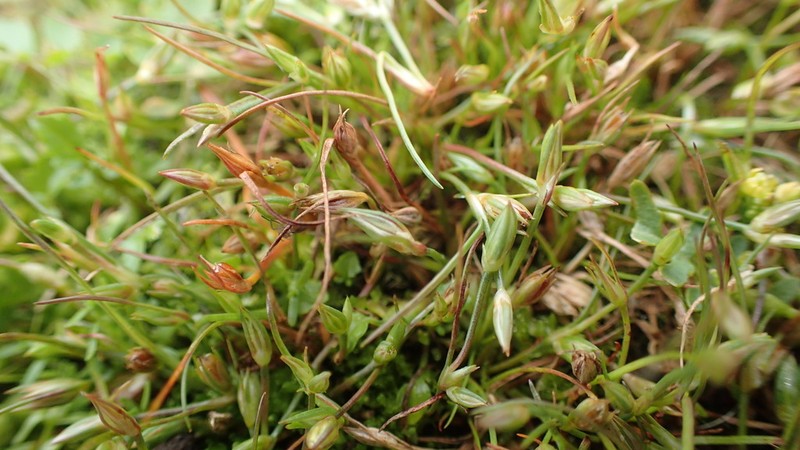 Juncus ranarius photo 7