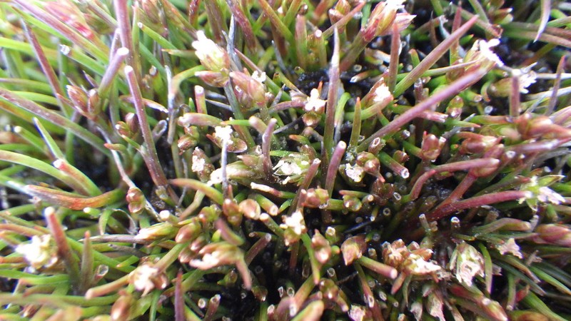 Juncus ratkowskyanus photo 2