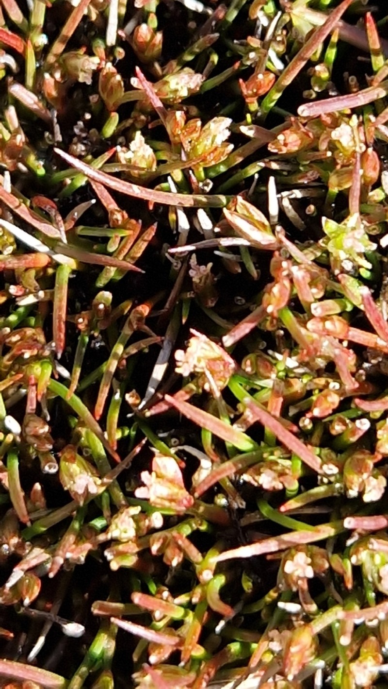 Juncus ratkowskyanus photo 3