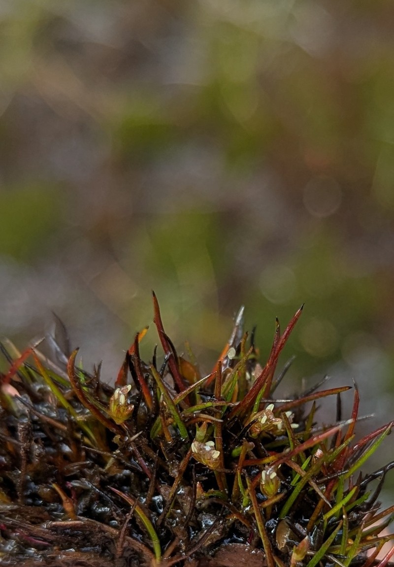 Juncus ratkowskyanus photo 5