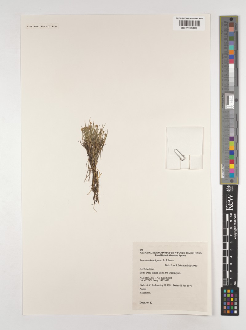 Juncus ratkowskyanus photo 7