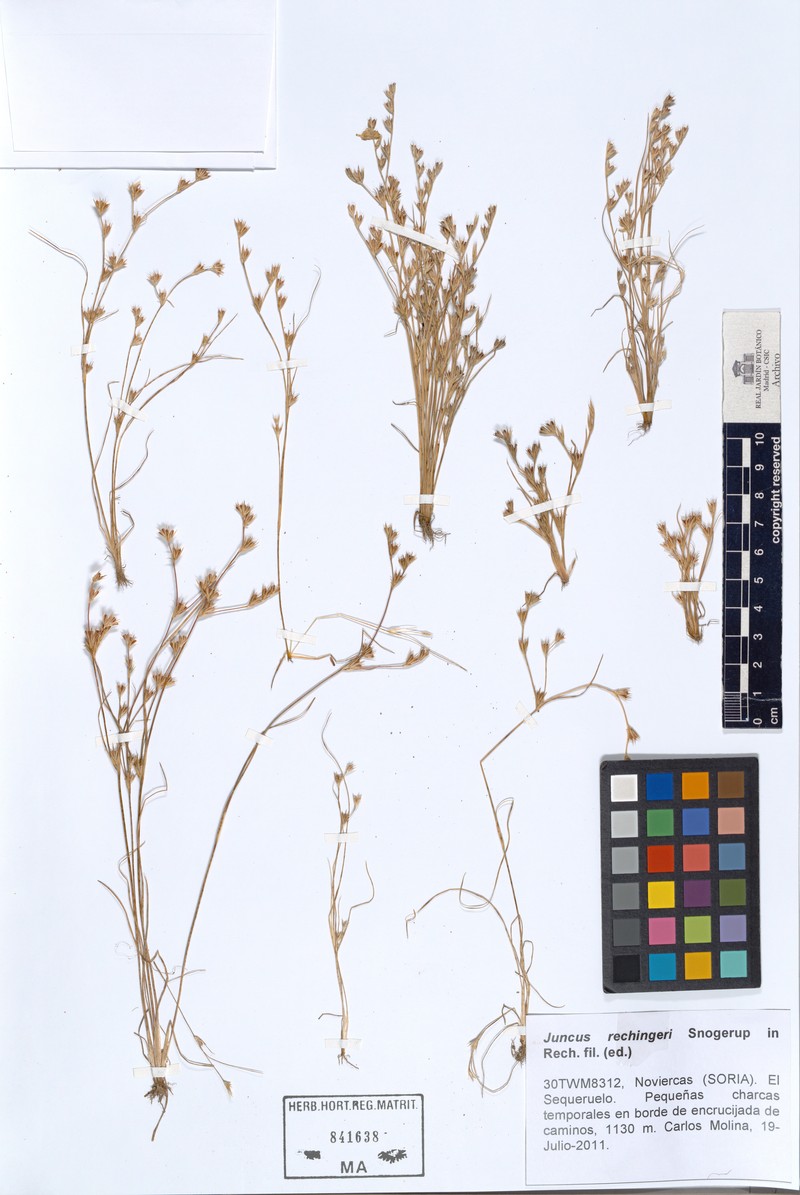 Juncus rechingeri