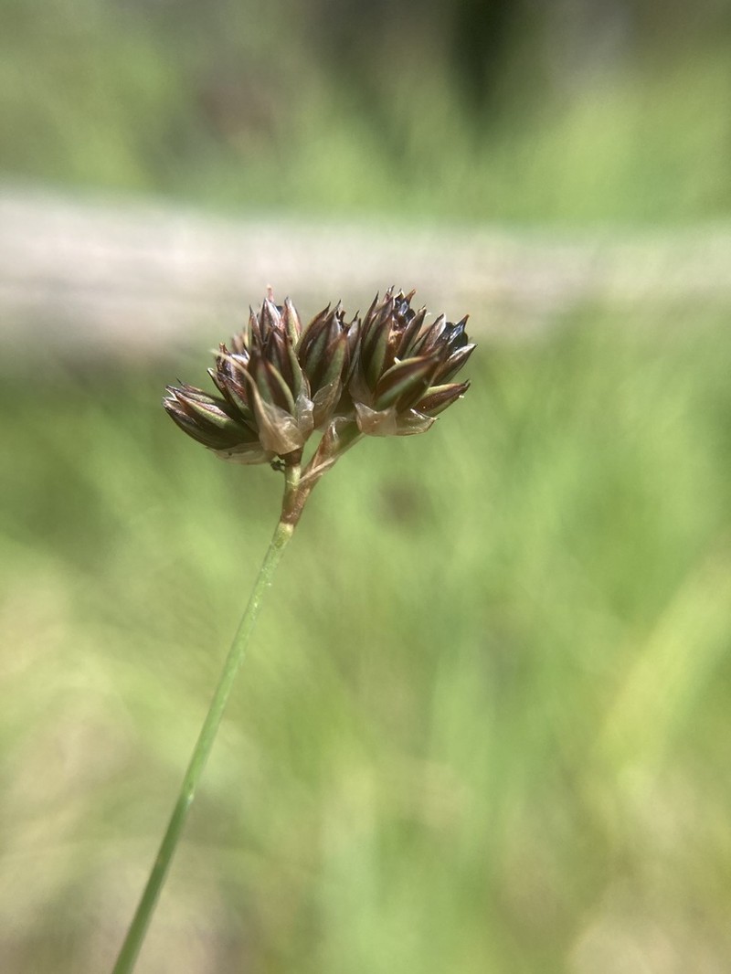 Regel's Rush photo 2