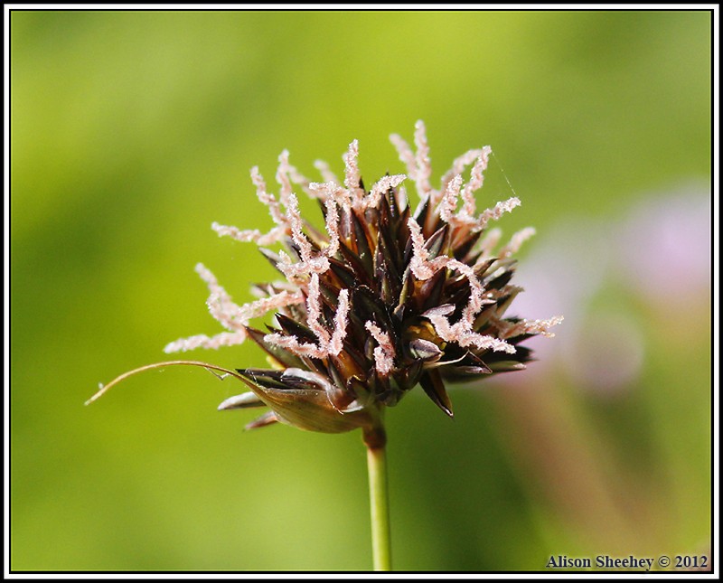 Regel's Rush photo 5