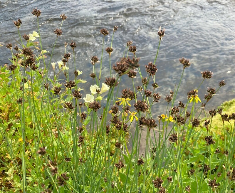 Regel's Rush photo 6