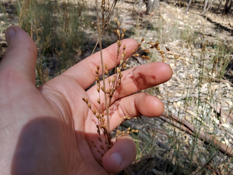 Juncus remotiflorus