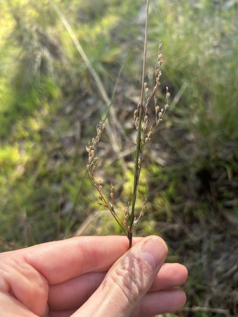 Juncus remotiflorus photo 2