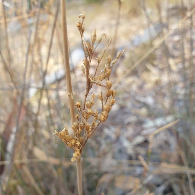 Juncus remotiflorus photo 3