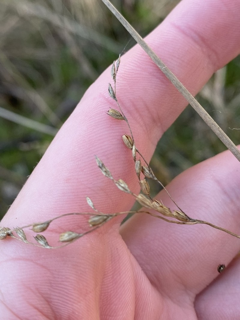 Juncus remotiflorus photo 4