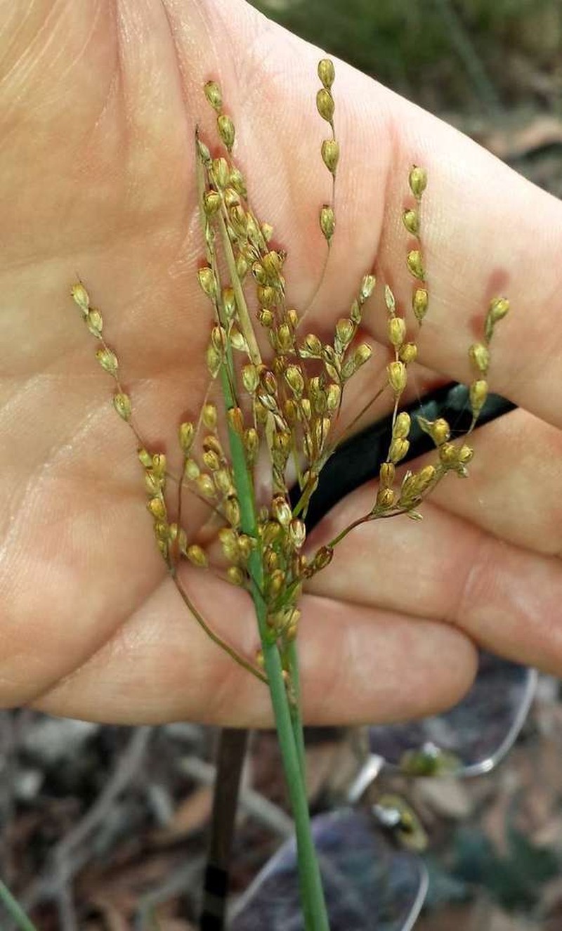Juncus remotiflorus photo 6