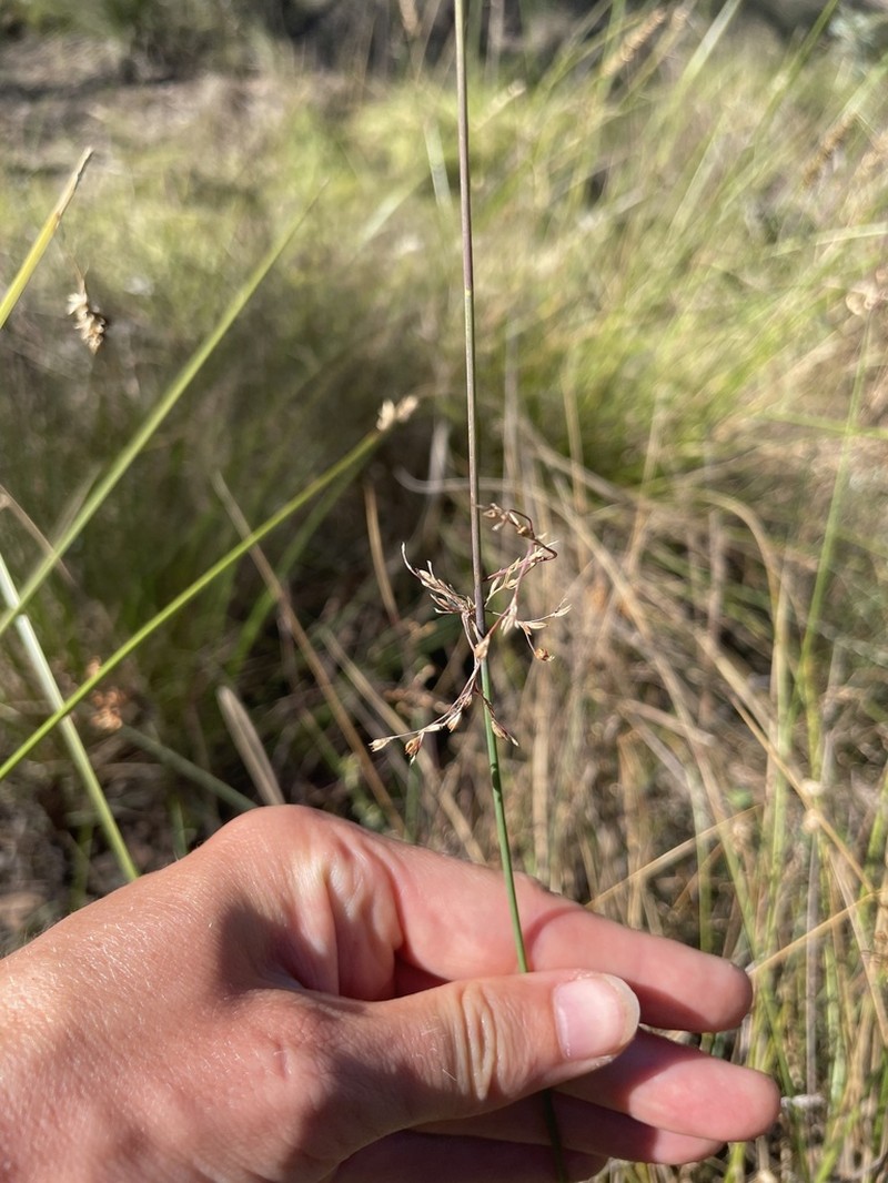 Juncus remotiflorus photo 7
