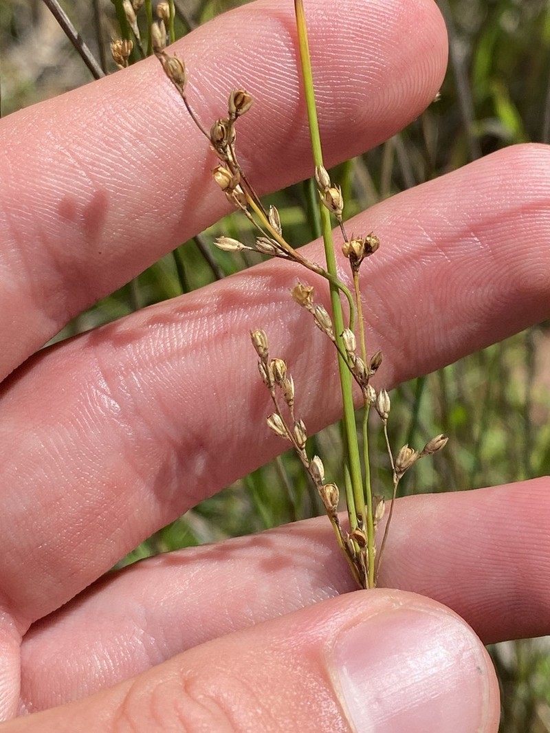 Juncus remotiflorus photo 8