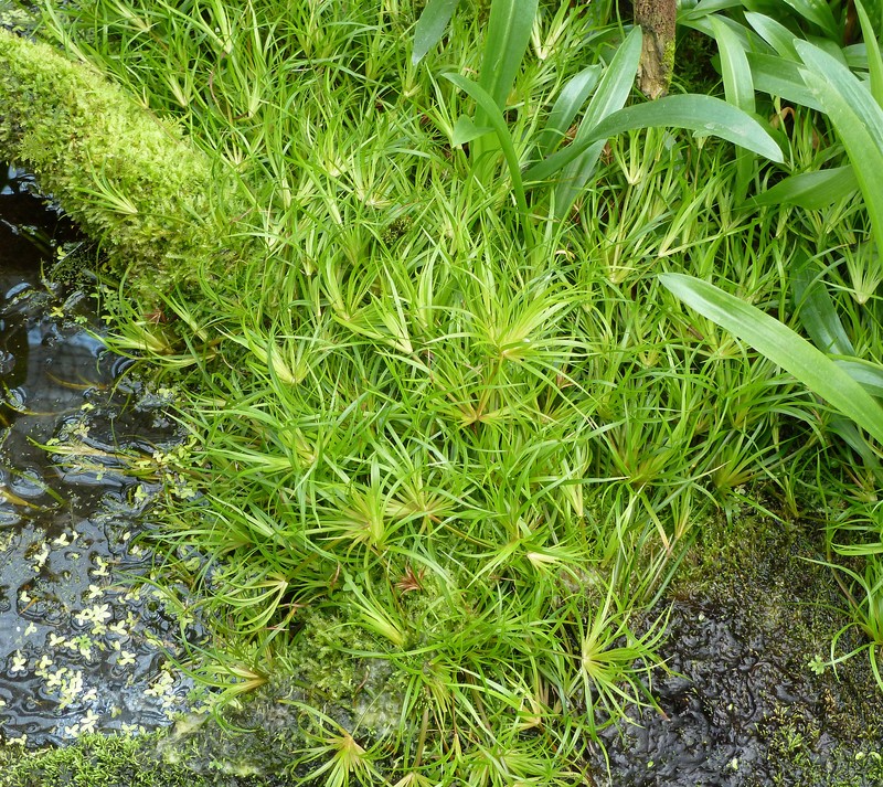 Lesser Creeping Rush