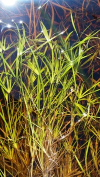 Lesser Creeping Rush
