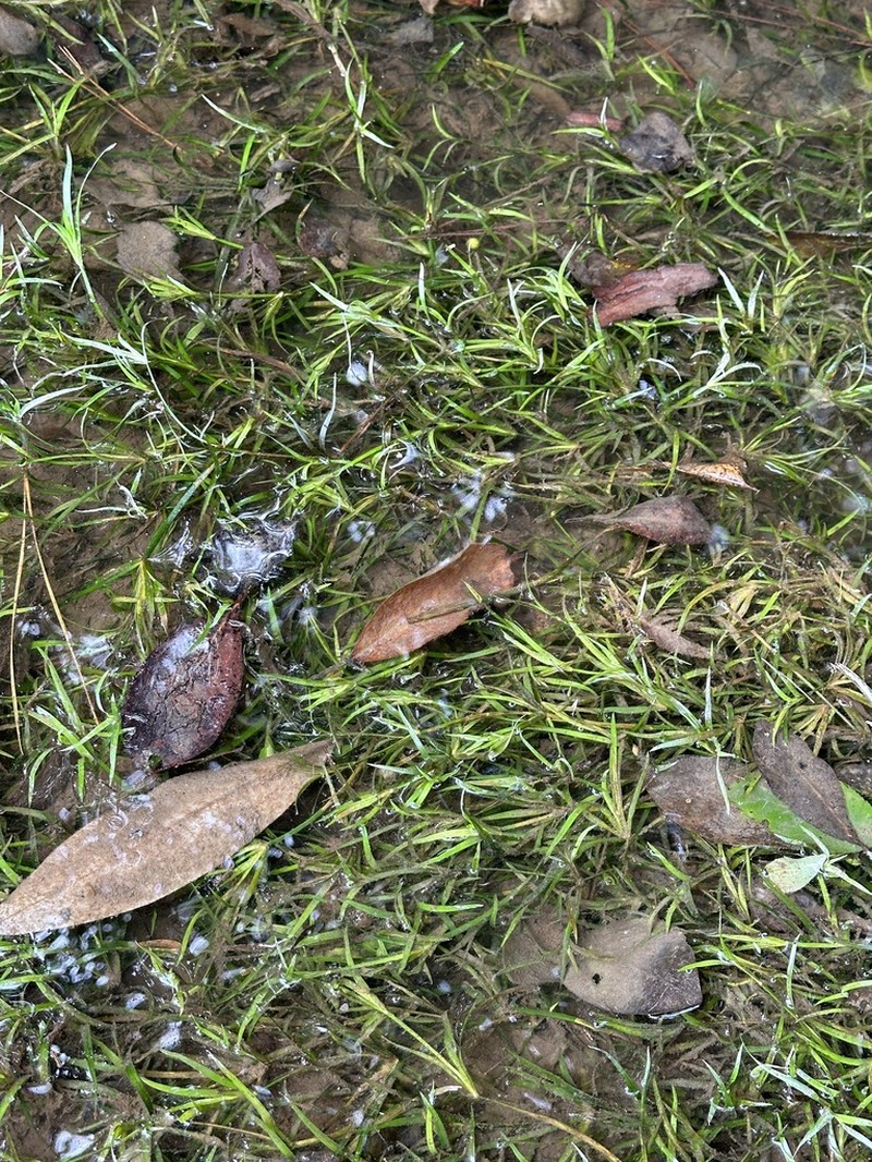 Lesser Creeping Rush photo 2