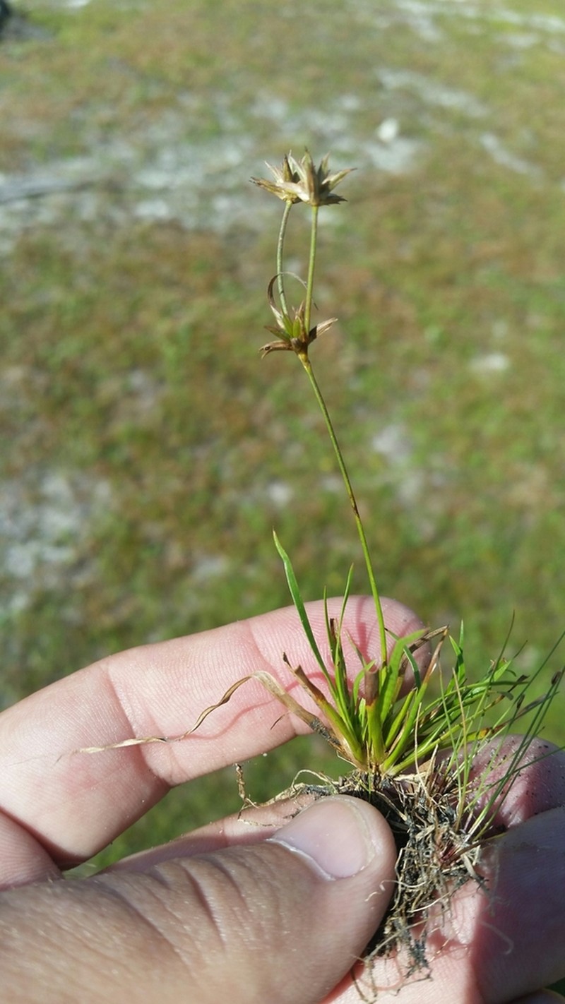 Lesser Creeping Rush photo 4