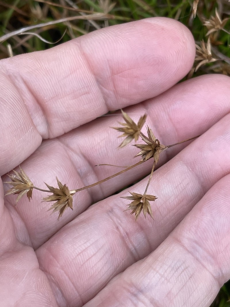 Lesser Creeping Rush photo 5