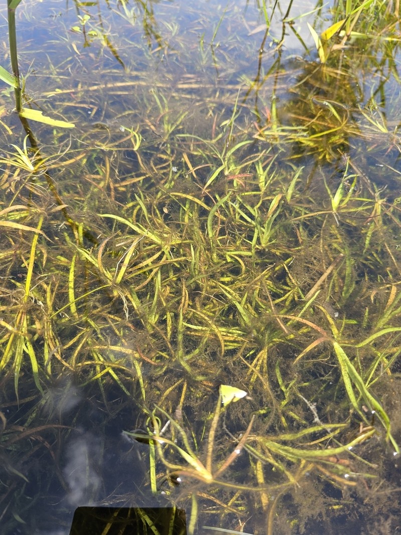 Lesser Creeping Rush photo 6