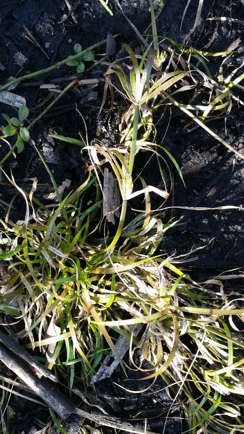 Lesser Creeping Rush photo 7