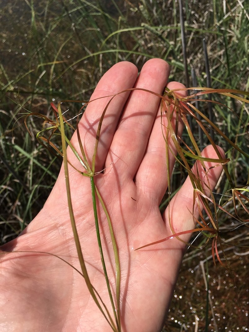 Lesser Creeping Rush photo 8
