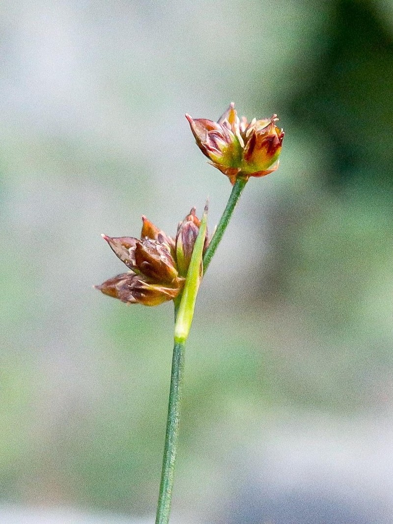 Juncus requienii photo 2