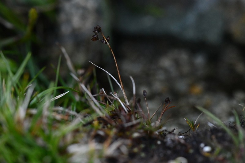Juncus requienii photo 3