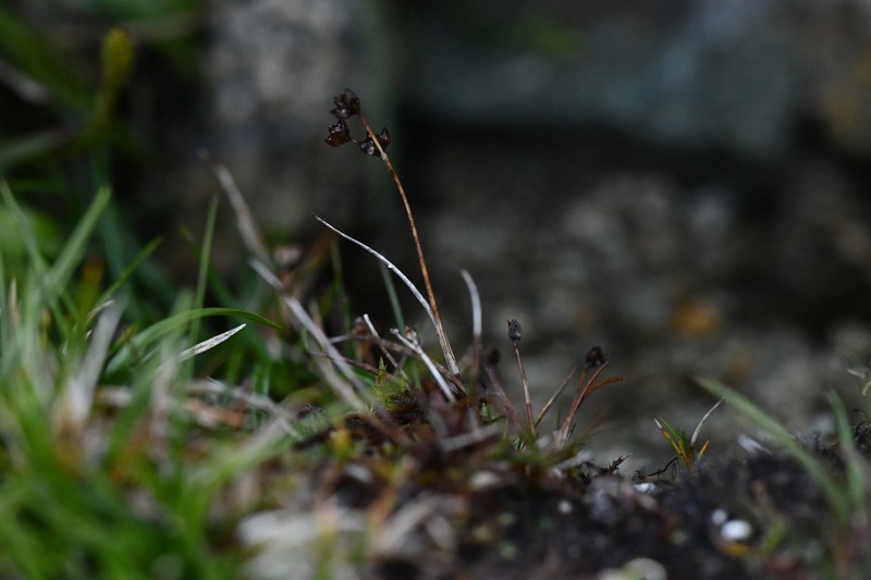 Juncus requienii photo 4