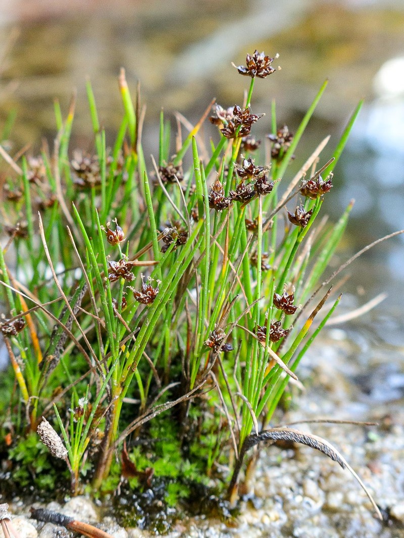 Juncus requienii