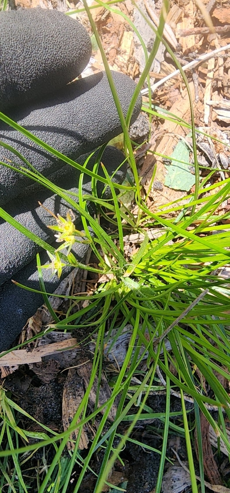 Juncus revolutus photo 2