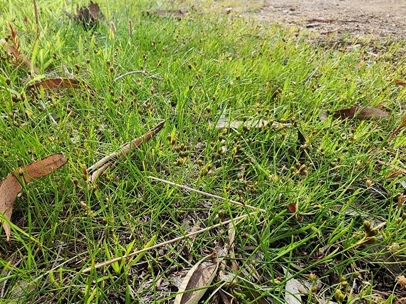 Juncus revolutus photo 3