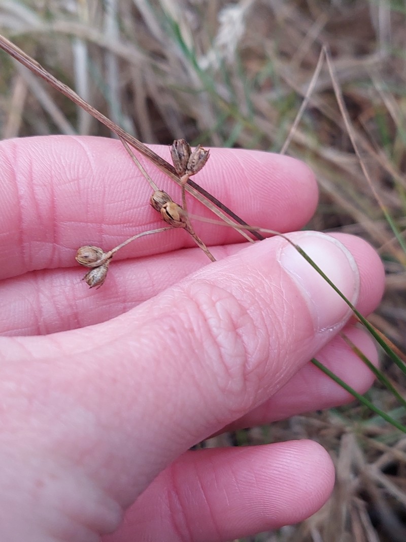 Juncus revolutus photo 4