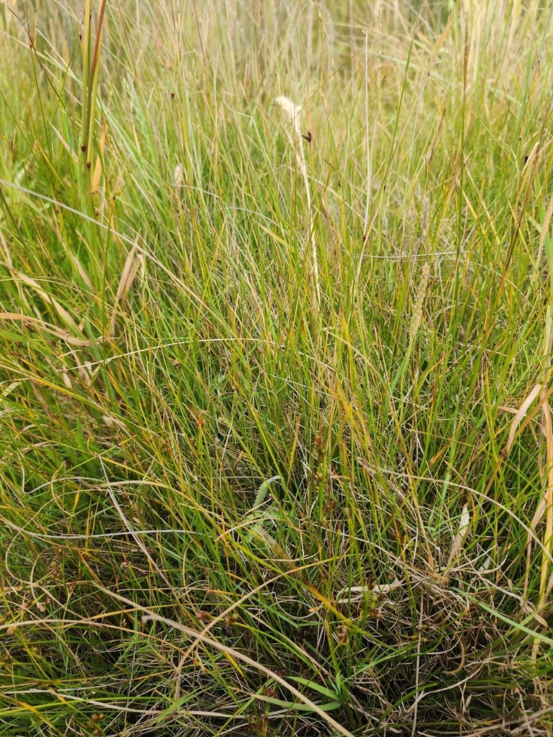 Juncus revolutus photo 5