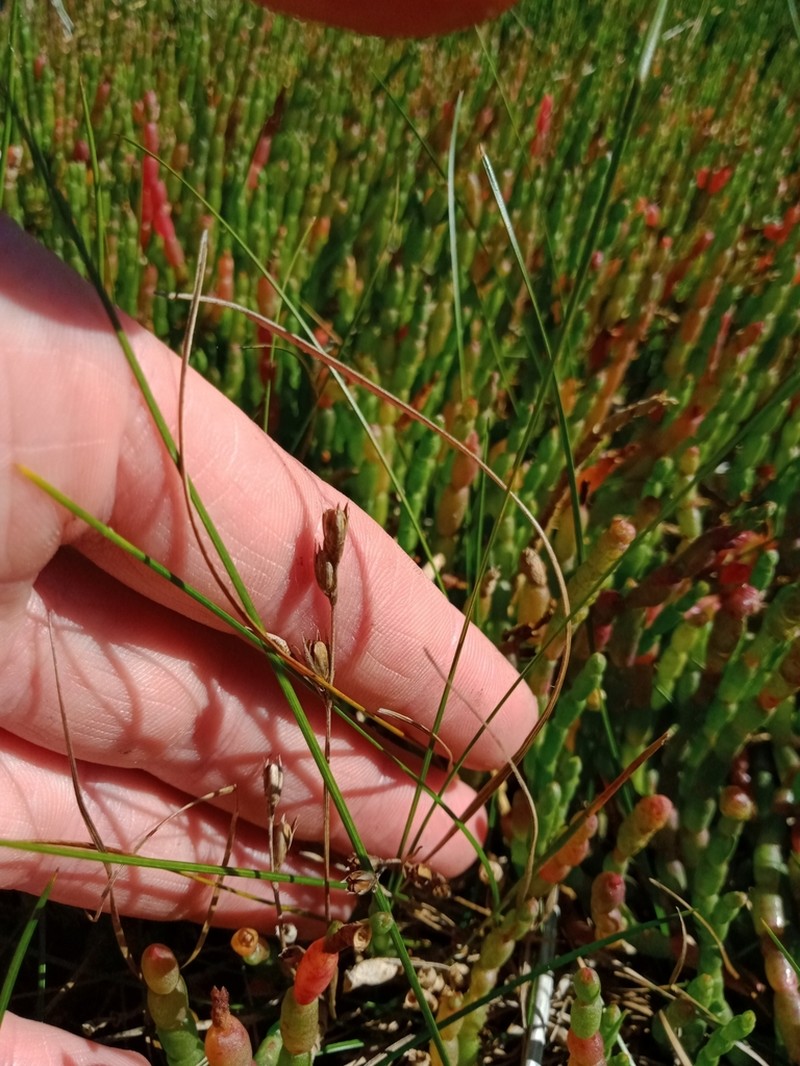 Juncus revolutus photo 6