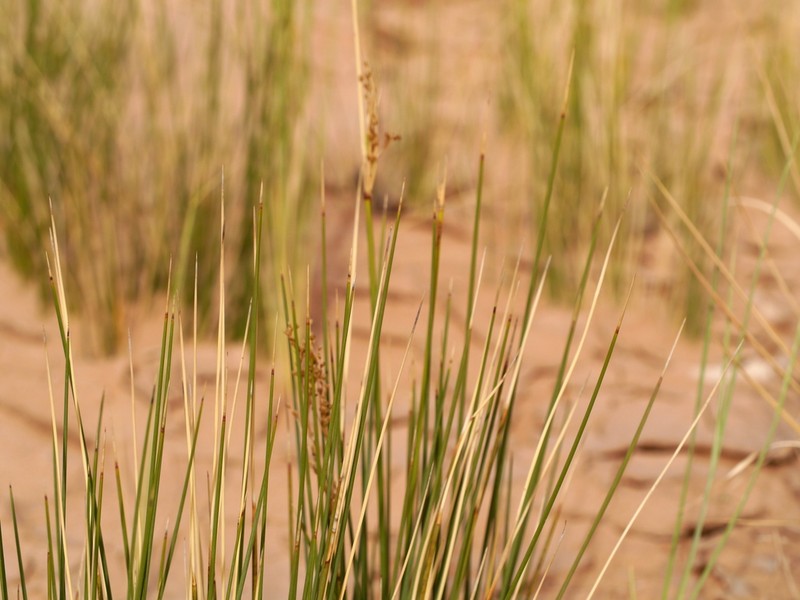 Juncus rigidus