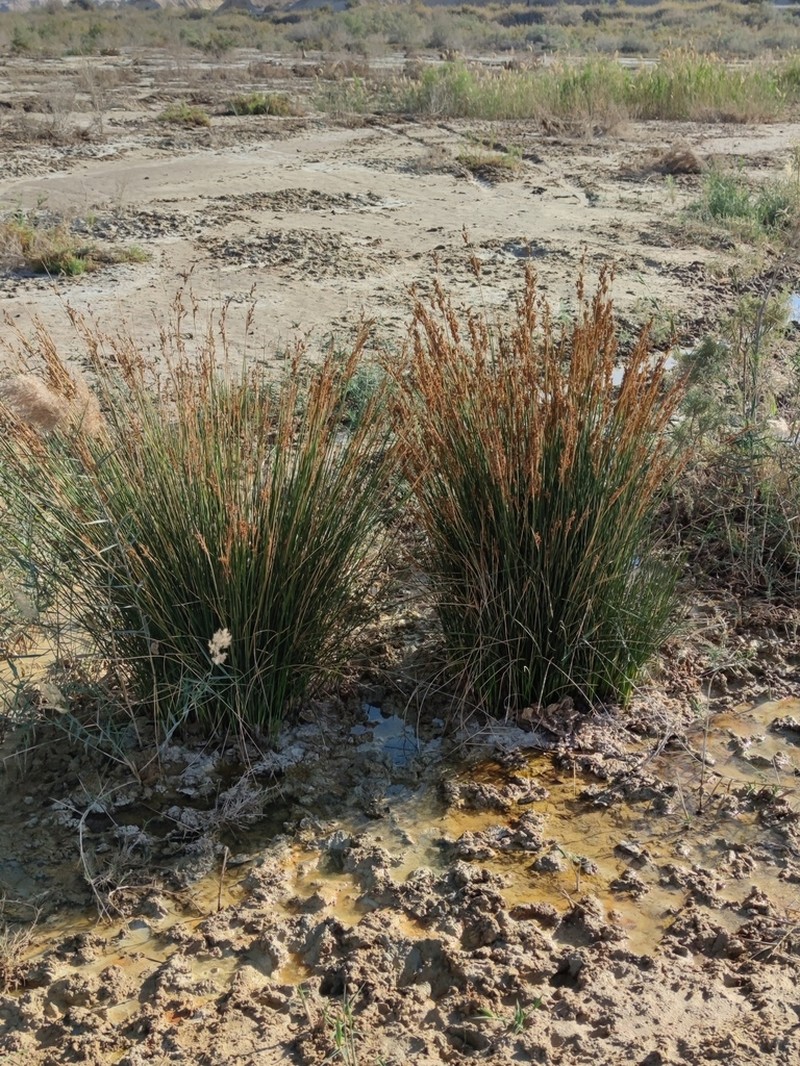 Juncus rigidus photo 2