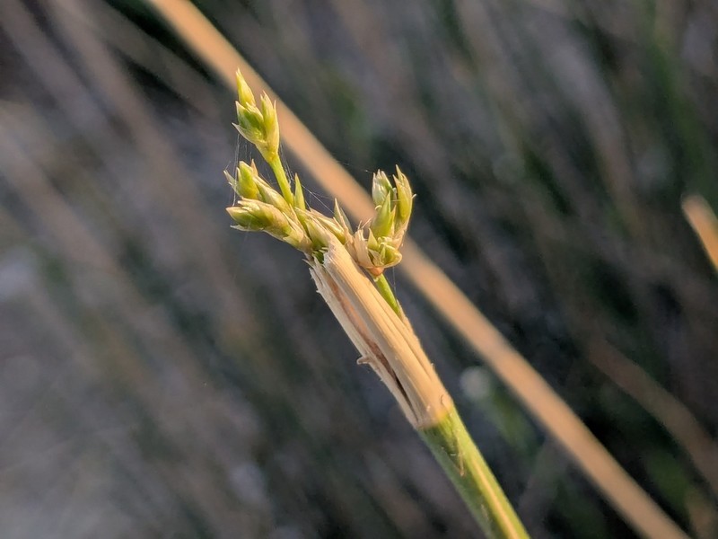 Juncus rigidus photo 3