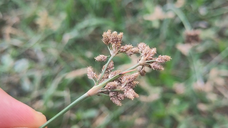 Juncus rigidus photo 4